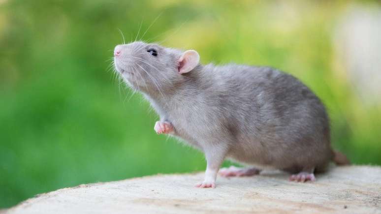 Pesquisadora descobriu que os ratos param de rir quando se sentem ansiosos