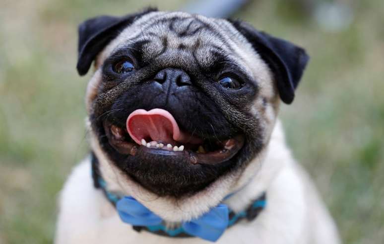 Um c&atilde;o da ra&ccedil;a pug chamado Harley, estrela de "Patrick", posa para fotografias na pr&eacute;-estreia do filme, em Londres
REUTERS/Peter Nicholls