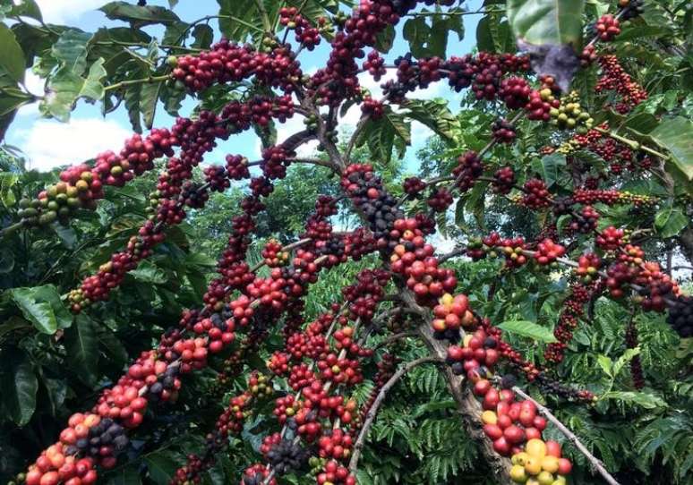 Plantação de café em São Gabriel da Palha, Espírito Santo
2/05/2018 REUTERS/Jose Roberto Gomes