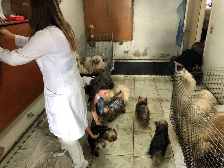 Os mais de 100 cachorros foram colocados aos cuidados do Projeto Anjo de Quatro Patas