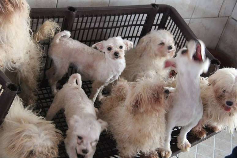 Os mais de 100 cachorros foram colocados aos cuidados do Projeto Anjo de Quatro Patas