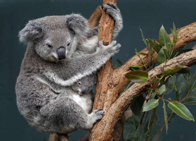 Coala e filhote em zool&oacute;gico em Sydney, na Austr&aacute;lia 28/06/2011 REUTERS/Tim Wimborne 