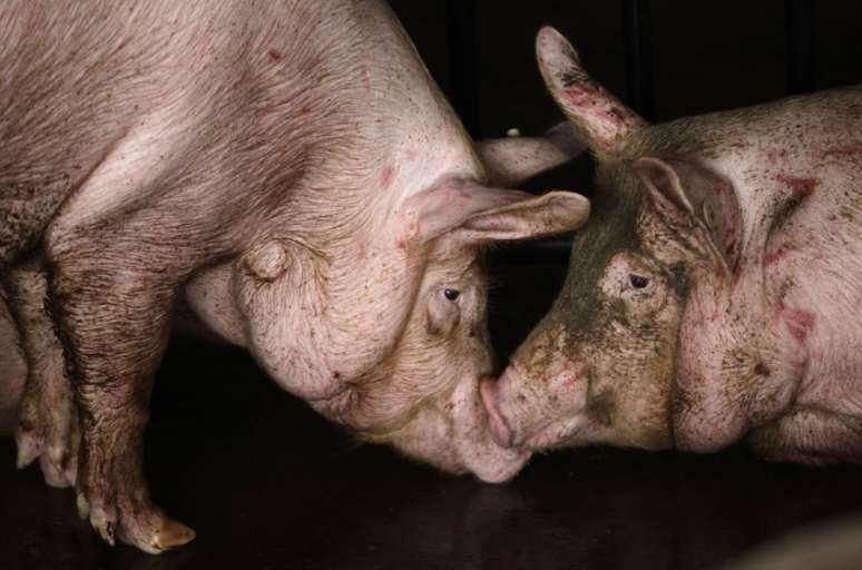 Porcos em fábrica de processamento de suínos perto de Pequim, China
19/06/2011
REUTERS/Jason Lee