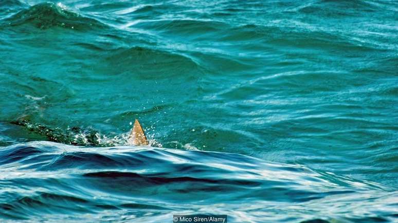 Ao preservar a l&iacute;ngua yanyuwa, tamb&eacute;m protegemos as criaturas marinhas
