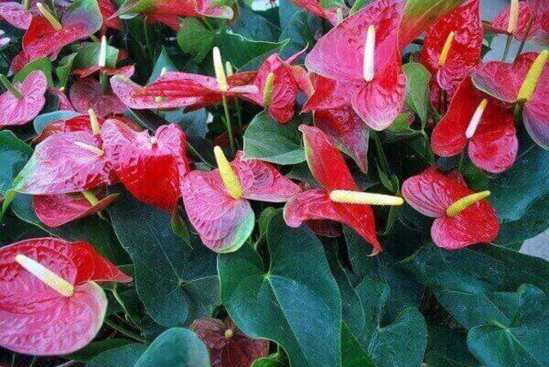 5- As flores do Antúrio são plantas ornamentais coloridas e exóticas.