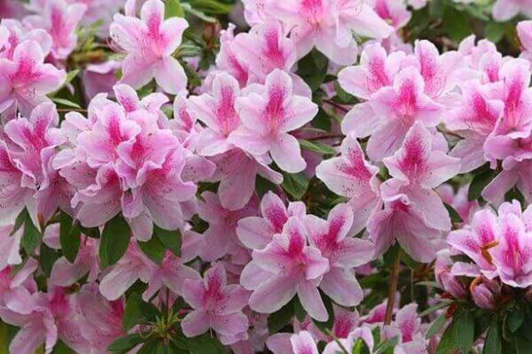 35 – As azaléias são plantas ornamentais que florescem durante a primavera, mas suas flores costumam durar algumas semanas.
