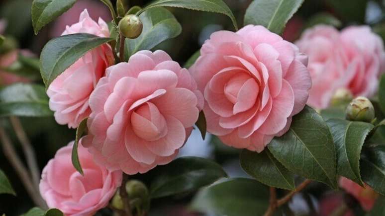 33- A camélia é uma flor muito usada em jardins ornamentais.