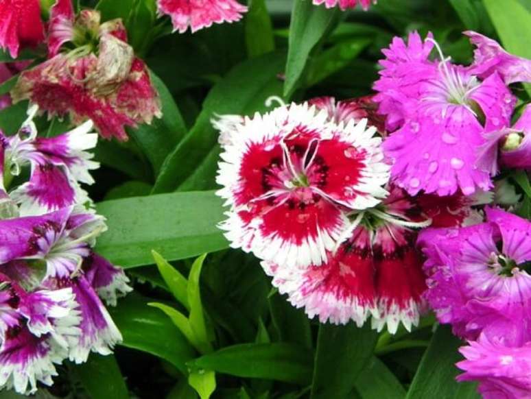 31 – A cravina é uma flor ornamental rara que apresenta cores intensas e vibrantes.