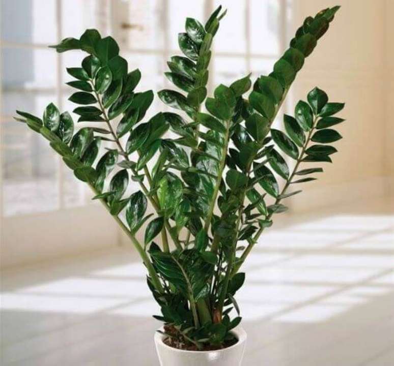 23- A Zamioculcas é uma planta com crescimento lento que pode ser cultivada em locais com pouca ou muita luminosidade.