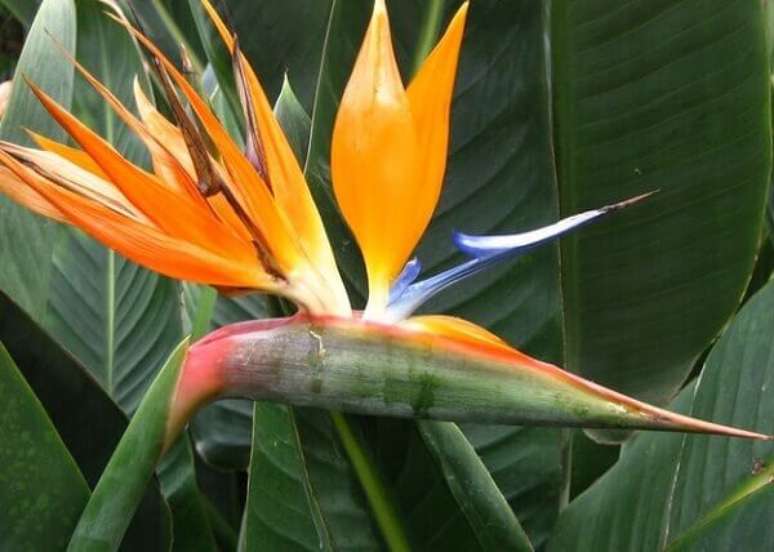 2- As plantas ornamentais como as Strelitzías é uma flor colorida de longa duração.