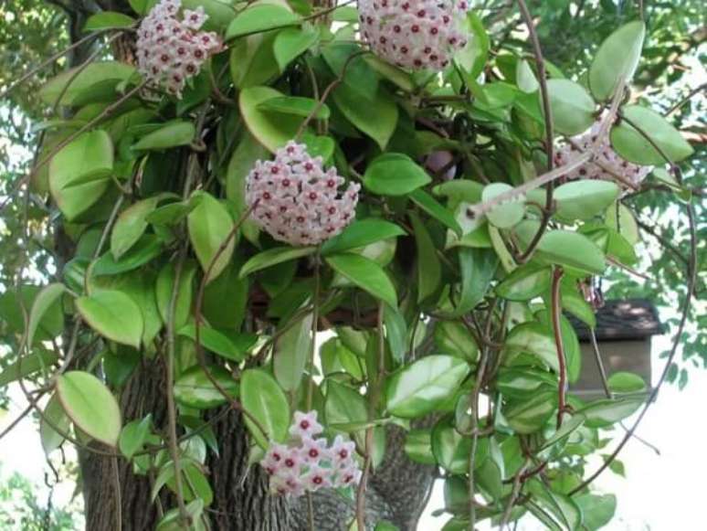 13 – As plantas ornamentais como a flor-de-cera são identificadas pela sua delicadeza.