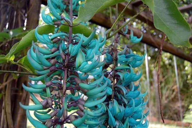 14- As plantas ornamentais como a Flor-de-Jade recebem o nome porque a sua cor é igual a pedra Jade.