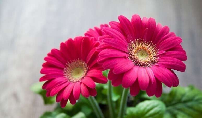 32 -Gérbera rosa é muito usada para fazer arranjos florais e decorar ambientes externos.