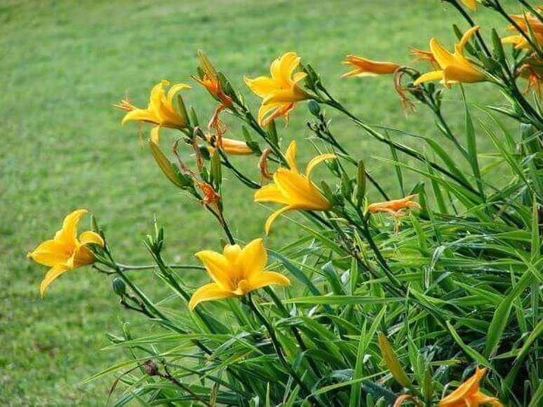 11 – O Lírio amarelo é uma espécie de plantas ornamentais que recebe o nome de acordo com a sua cor.