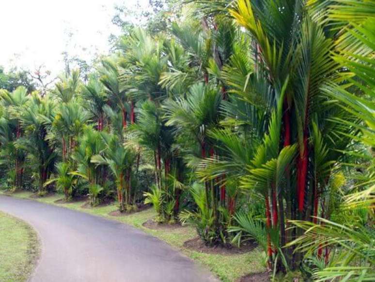 8- Plantas ornamentais para jardim como a Palmeira-laca ajudam a colorir o espaço.