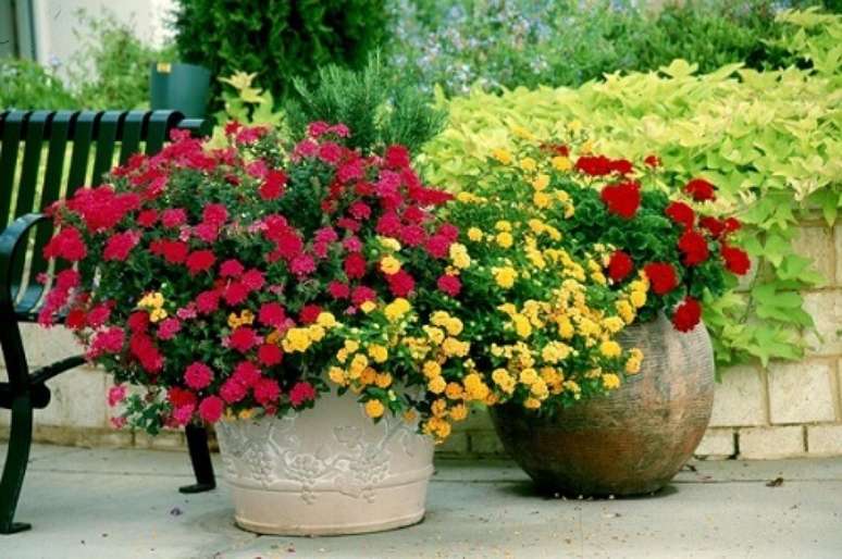 30 – Os Gerânios são plantas ornamentais muito utilizadas para áreas externas.
