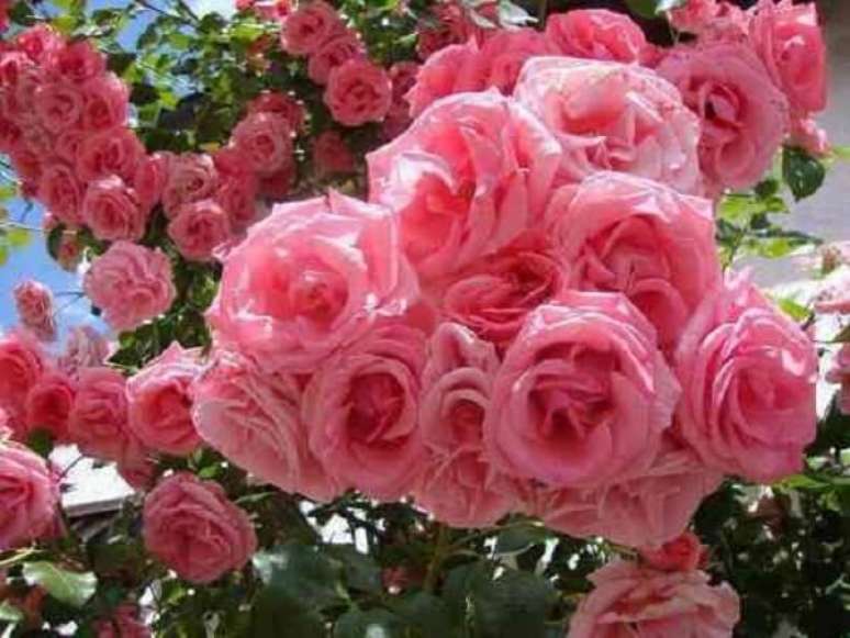 4- As Rosas trepadeiras são plantas ornamentais ideais para cobrir uma treliça.