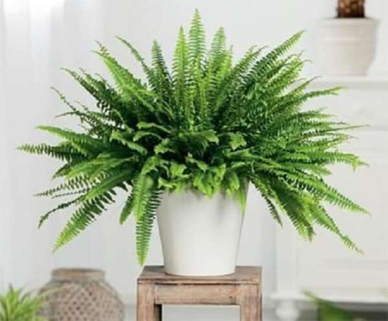 1 – As samambaias são plantas ornamentais que  precisam de luz moderada e indireta.