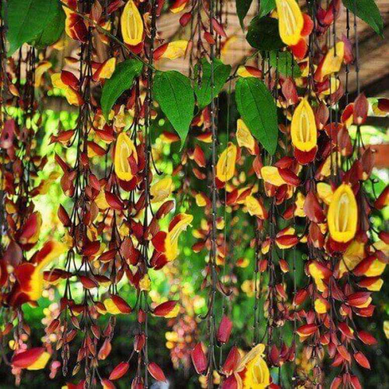 18 – As plantas ornamentais de sol como a Sapatinho de Judia são ideais para serem plantadas em pergolados.