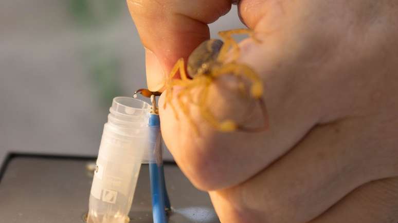 Produ&ccedil;&atilde;o de ant&iacute;doto no Instituto Butantan; no interior de SP, pai cujo filho morreu da picada conta n&atilde;o ter conseguido o soro no pronto-socorro de sua cidade