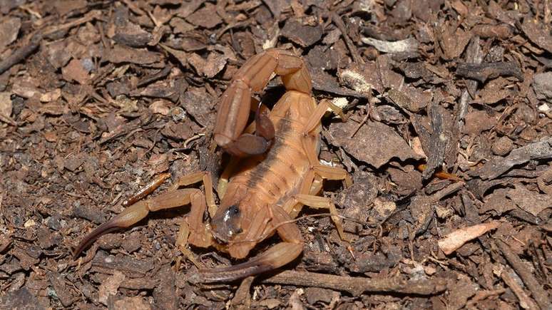 'Tityus stigmurus', comum no Nordeste; velocidade de a&ccedil;&atilde;o do veneno varia de pessoa para pessoa, mas &agrave;s vezes a morte pode ocorrer ap&oacute;s apenas 2 horas da picada