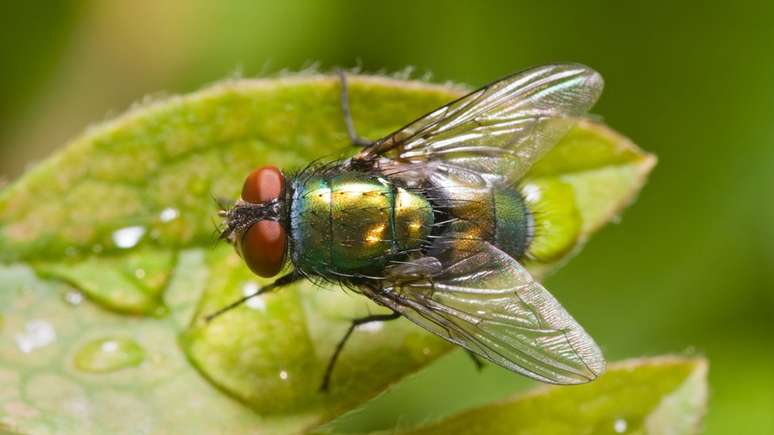 Na Europa, a espécie de mosca mais usada para esse fim é a Lucilia sericata