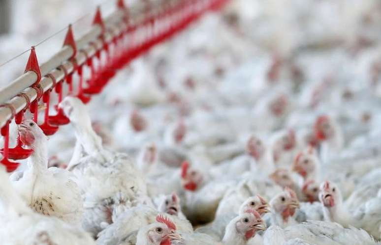 Visão geral de fábrica produtora de frango, no Paraná  31/05/2016 REUTERS/Rodolfo Buhrer