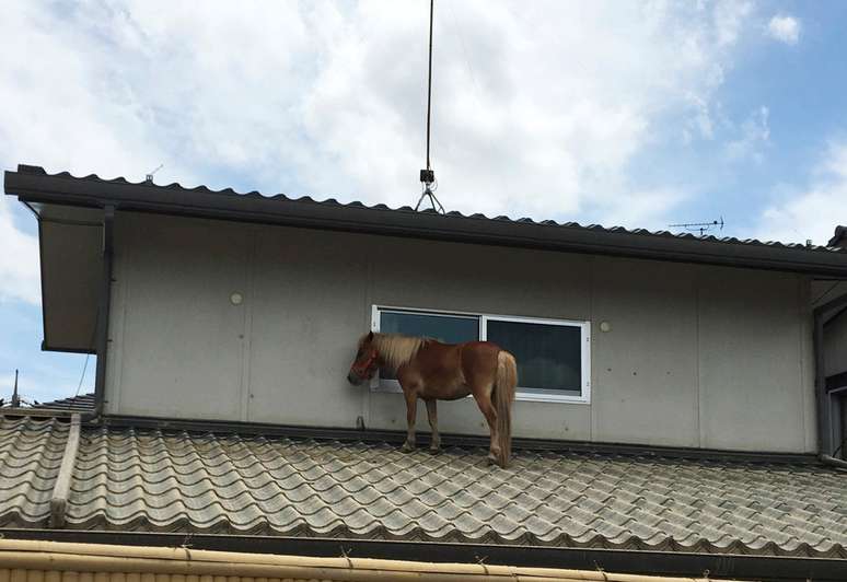 Pequeno cavalo se refugia em telhado após chuva torrencial no Japão