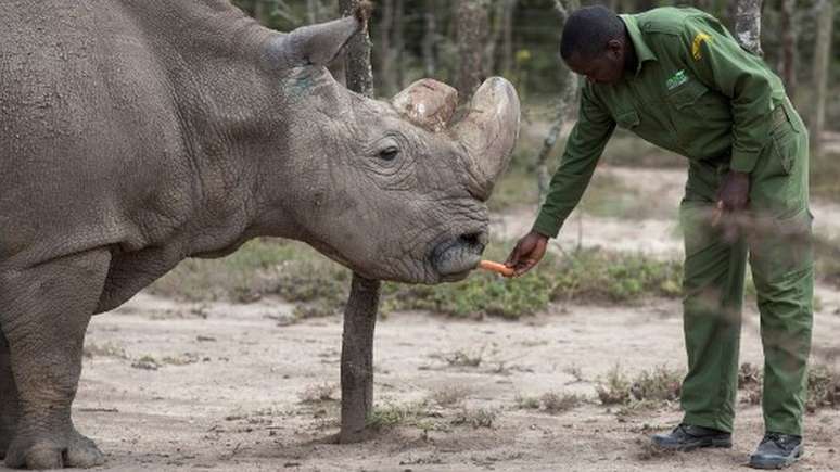 Sudan, o último rinoceronte branco do norte macho, que morreu em março de 2018