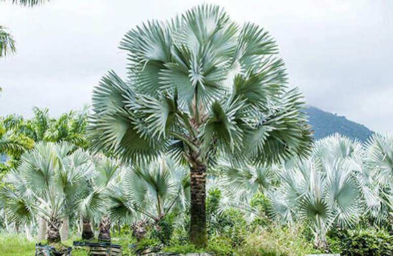 30- Copa de oito metros de di&acirc;metro de palmeiras azuis.