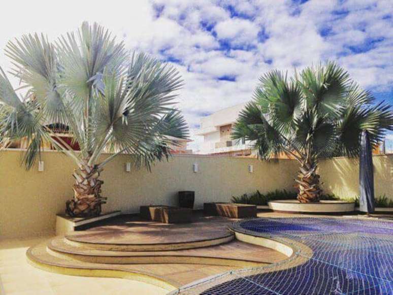 4- Palmeira azul para &aacute;rea de lazer com piscina.