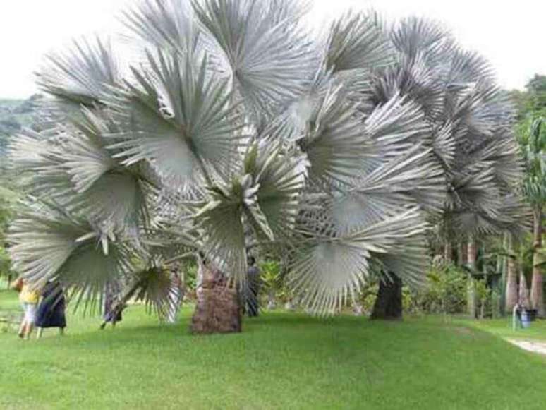 18- Conjunto de palmeiras azuis em pra&ccedil;a.