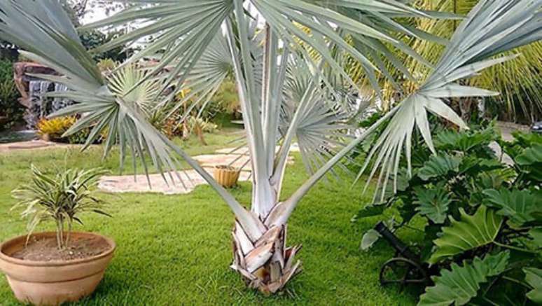 21- Paisagismo tropical utilizam palmeiras azuis.