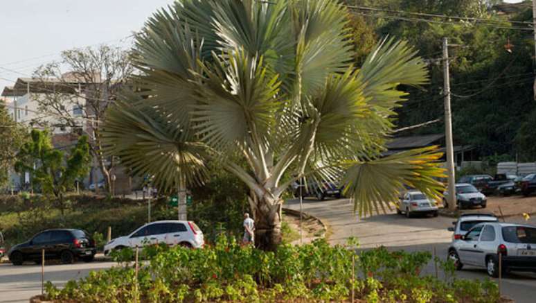 9- Palmeira azul no paisagismo de praça.
