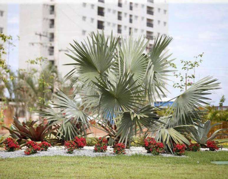 20- Grupo de palmeiras azuis no paisagismo.