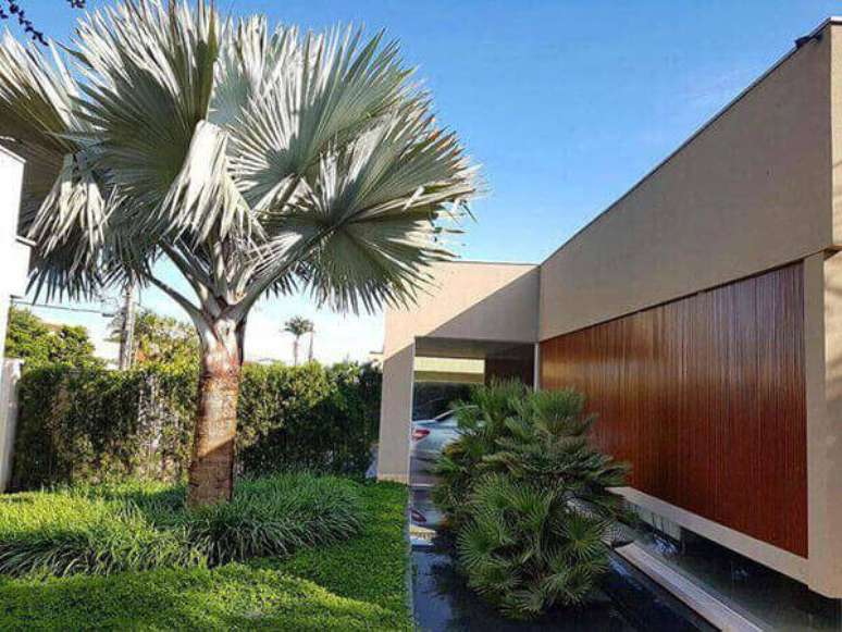 7- Palmeira azul grande é ideal para jardins amplos.