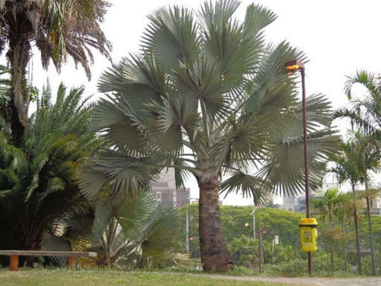 6-Palmeira azul grande com mais de 10 metros de altura.