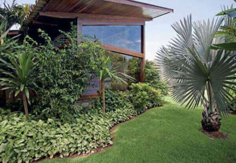 16- Paisagismo com palmeira azul em gramado.