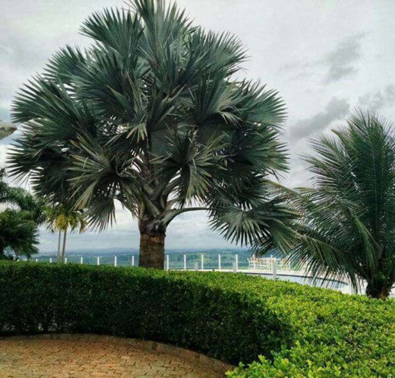 31- Palmeira azul é um ponto focal do seu jardim.