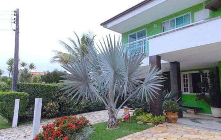 3- Palmeira azul grande é muito usada no paisagismo de residência.
