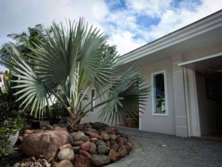 34- Palmeiras azuis s&atilde;o muito utilizadas pelos paisagistas.