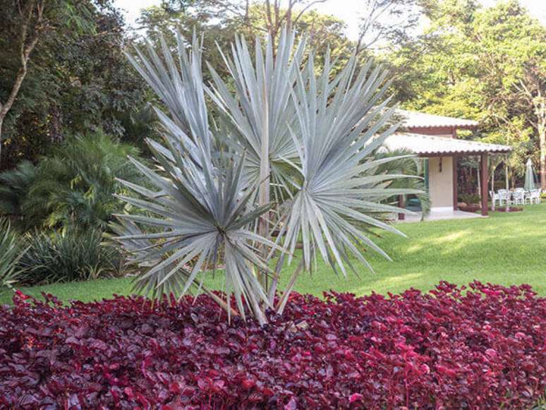 19- Paisagismo valorizando as diferentes texturas e cores.