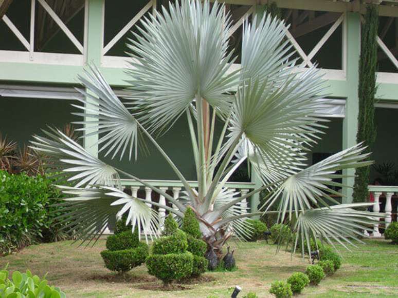 10- Palmeira azul aprecia pleno sol.