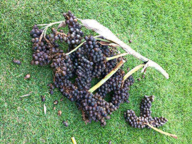 14- Semente de palmeira azul para plantio.