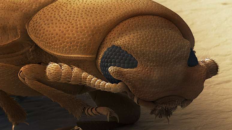 Besouro castanho visto sob microsc&oacute;pio; no grupo com menos machos que f&ecirc;meas usado na pesquisa, os machos passavam o mesmo tempo tentando copular com ambos os sexos