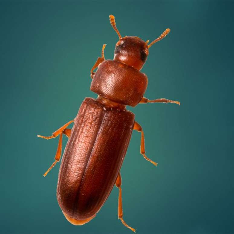 Experimento com besouros comparou dois grupos: um com mais machos e outro com mais f&ecirc;meas