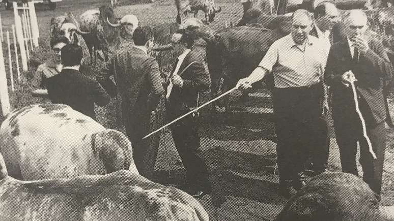 Inicialmente usado no Brasil para produ&ccedil;&atilde;o de carne e leite, gado Gir se especializou na atividade leiteira