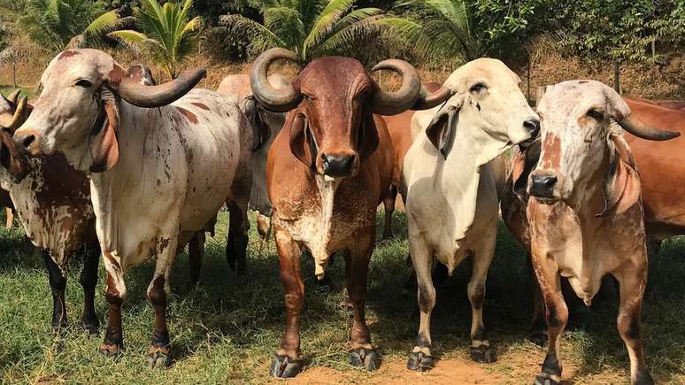 Vacas Gir em fazenda pr&oacute;xima a Juiz de Fora (MG) podem produzir 20 litros de leite por dia