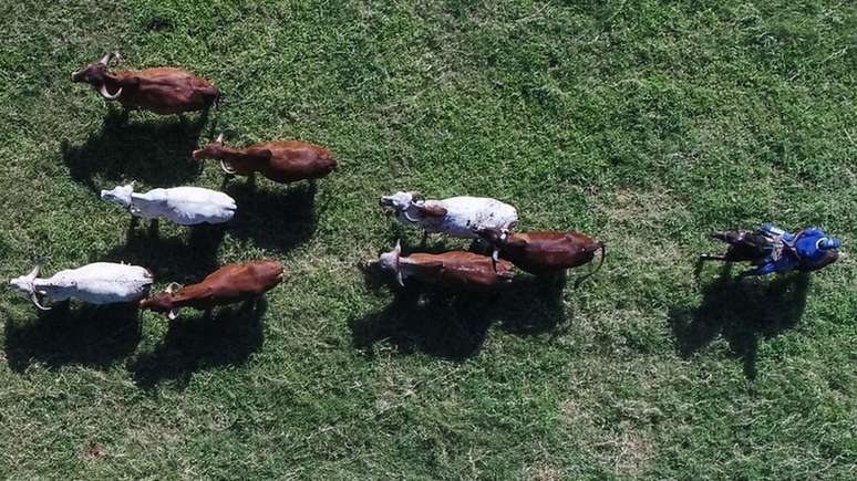 Embri&otilde;es formados em laborat&oacute;rio s&atilde;o normalmente gestados por 'barrigas de aluguel'