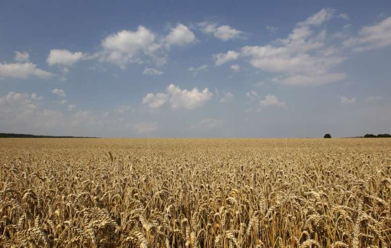 Trigo de inverno em lavoura perto de Ingolstadt, na Alemanha
06/07/2012
 REUTERS/Michaela Rehle
